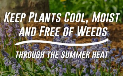 Keep Plants Cool, Moist and Free of Weeds